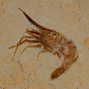 1.2" Fossil Shrimp Carpopenaeus Cretaceous Age 100 Mil Yrs Old Lebanon COA