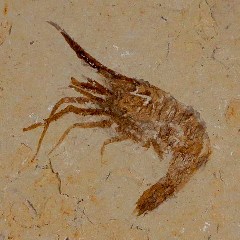 1.2" Fossil Shrimp Carpopenaeus Cretaceous Age 100 Mil Yrs Old Lebanon COA - Fossil Age Minerals
