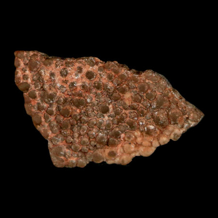 0.6" Megaloolithus Titanosaur Dinosaur Fossil Egg Shell Bouches Du Rhone France Display