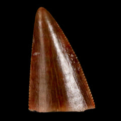 Postosuchus Fossil Collection