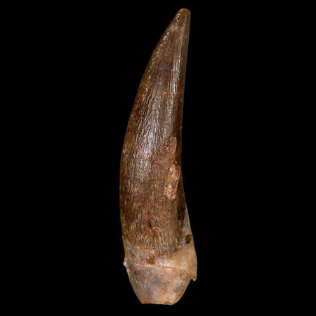 1.9" Plesiosaur Zarafasaura Tooth Fossil Cretaceous Dinosaur Era COA, Stand