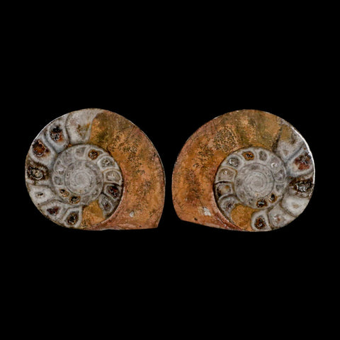 2.6" Goniatite Ammonite Fossil Polished, Cut Half's Erfoud Morocco Devonian Age COA - Fossil Age Minerals