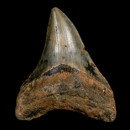 2.6" Quality Megalodon Shark Tooth Serrated Fossil Natural Miocene Age COA