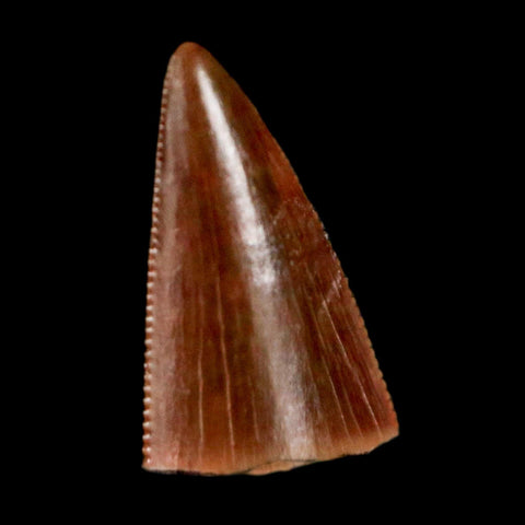 0.5" Postosuchus Rauisuchid Archosaur Fossil Tooth Redonda Formation NM COA Display