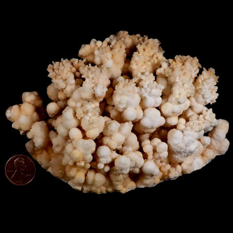 XL 5.4" Botryoidal Aragonite Cave Calcite Crystal Cluster Mineral Specimen Morocco - Fossil Age Minerals