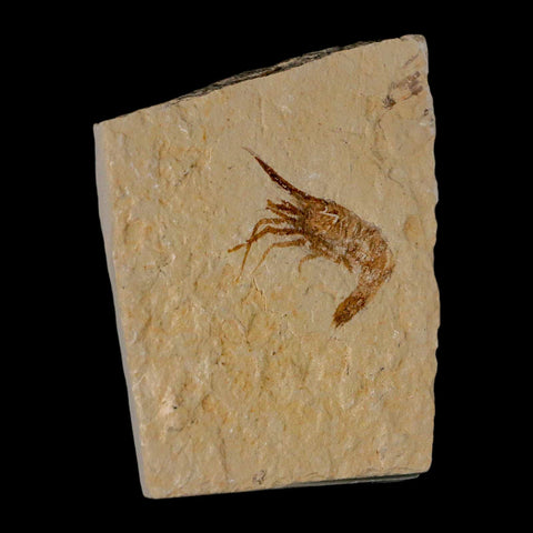 1.2" Fossil Shrimp Carpopenaeus Cretaceous Age 100 Mil Yrs Old Lebanon COA - Fossil Age Minerals