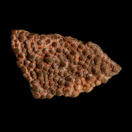 0.6" Megaloolithus Titanosaur Dinosaur Fossil Egg Shell Bouches Du Rhone France Display