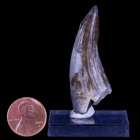 2" Suchomimus Fossil Tooth Cretaceous Spinosaurid Dinosaur Elraz FM Niger COA - Fossil Age Minerals