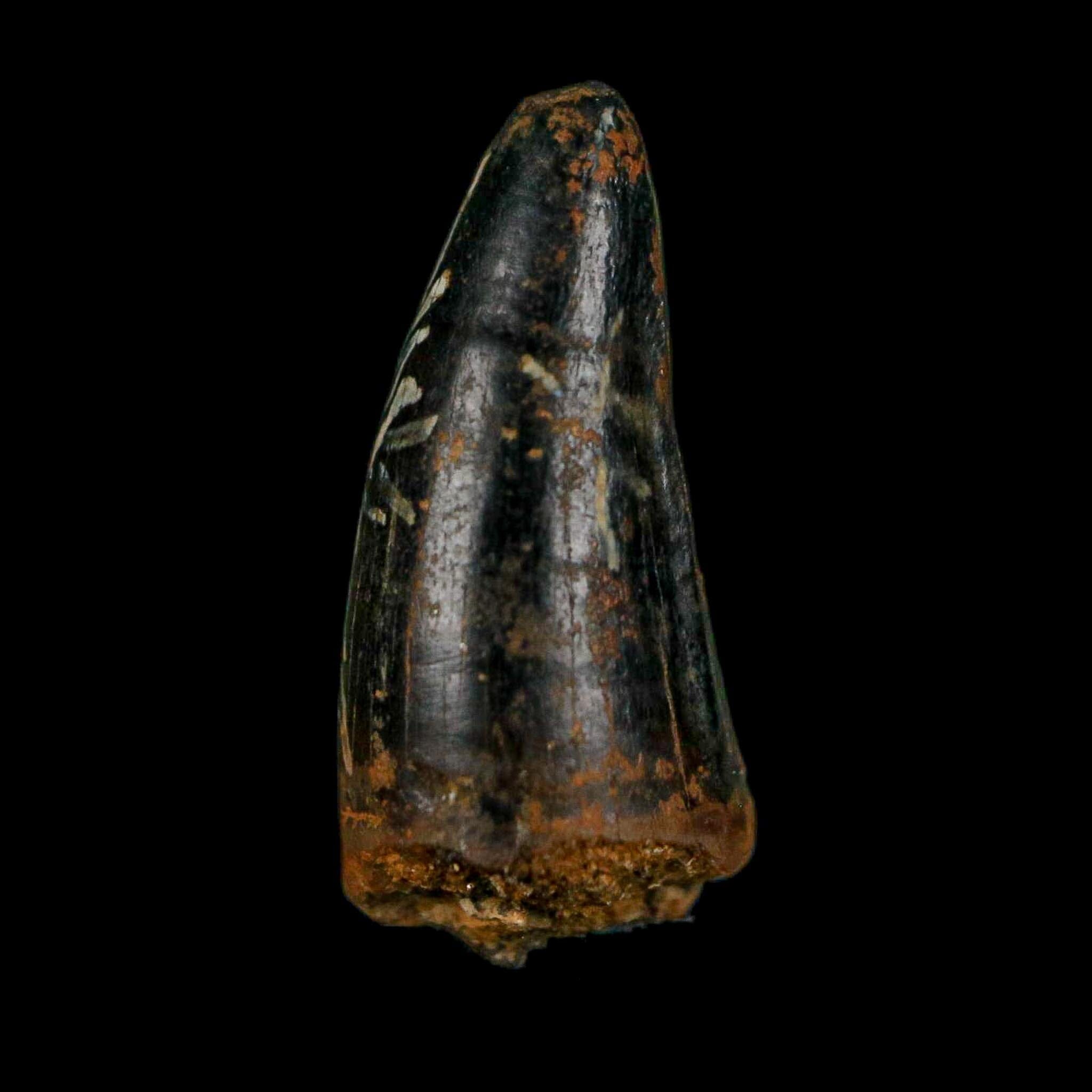 0.7 Crocodile Borealosuchus Fossil Tooth Judith River FM Montana COA Display - Fossil Age Minerals