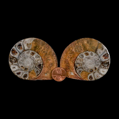 2.6" Goniatite Ammonite Fossil Polished, Cut Half's Erfoud Morocco Devonian Age COA - Fossil Age Minerals