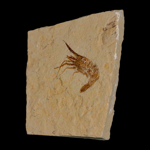 1.2" Fossil Shrimp Carpopenaeus Cretaceous Age 100 Mil Yrs Old Lebanon COA - Fossil Age Minerals