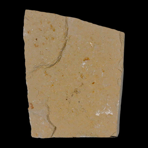 1.2" Fossil Shrimp Carpopenaeus Cretaceous Age 100 Mil Yrs Old Lebanon COA - Fossil Age Minerals