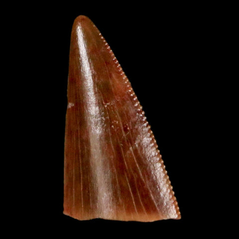 0.5" Postosuchus Rauisuchid Archosaur Fossil Tooth Redonda Formation NM COA Display