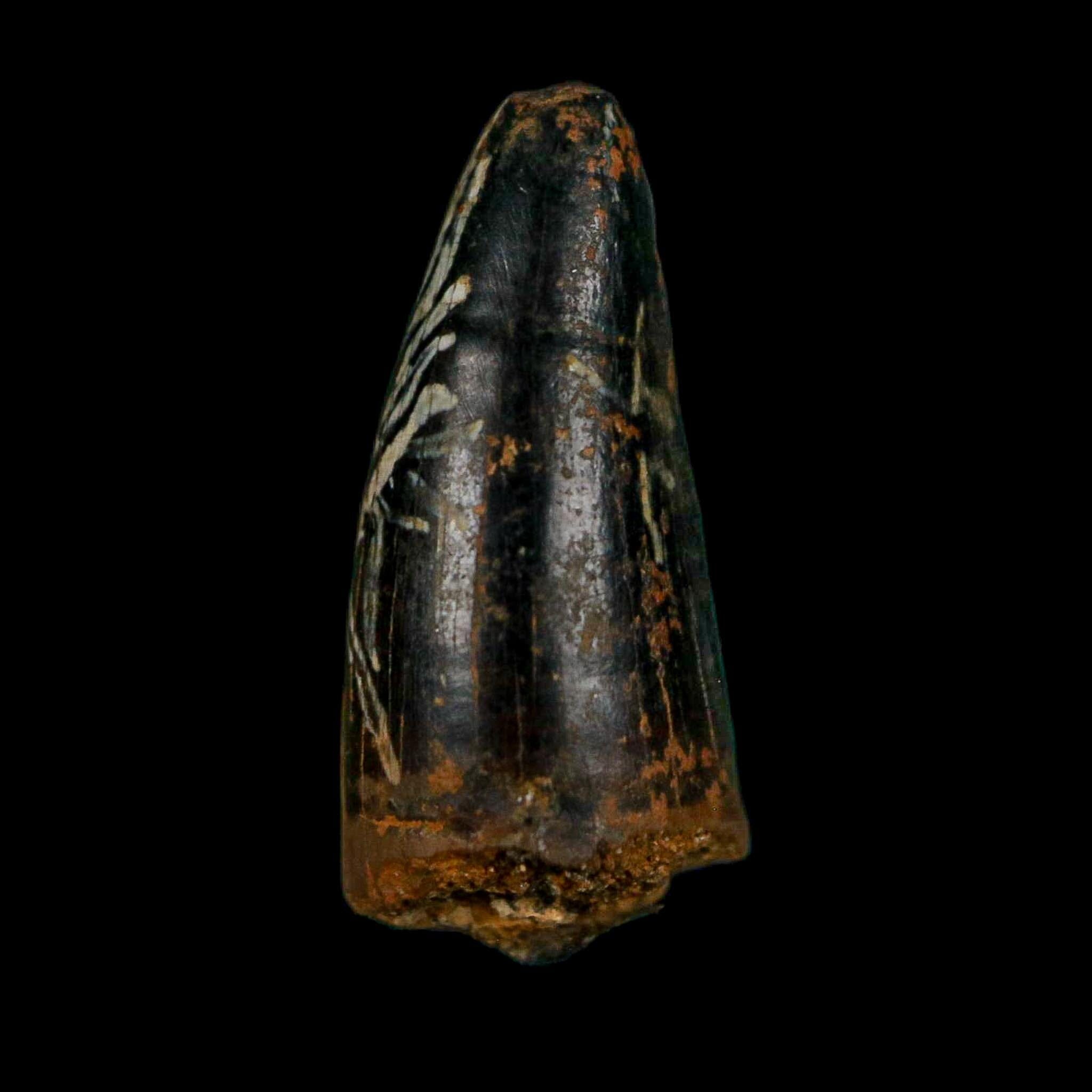 0.7 Crocodile Borealosuchus Fossil Tooth Judith River FM Montana COA Display - Fossil Age Minerals
