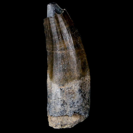 1.7" Suchomimus Fossil Tooth Cretaceous Spinosaurid Dinosaur Elraz FM Niger COA