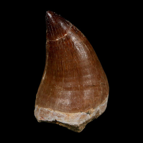 XL 2.2" Mosasaur Prognathodon Fossil Tooth Cretaceous Dinosaur Era COA Stand