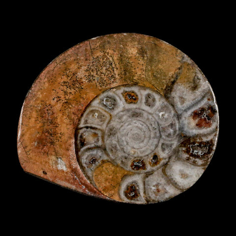 2.6" Goniatite Ammonite Fossil Polished, Cut Half's Erfoud Morocco Devonian Age COA - Fossil Age Minerals