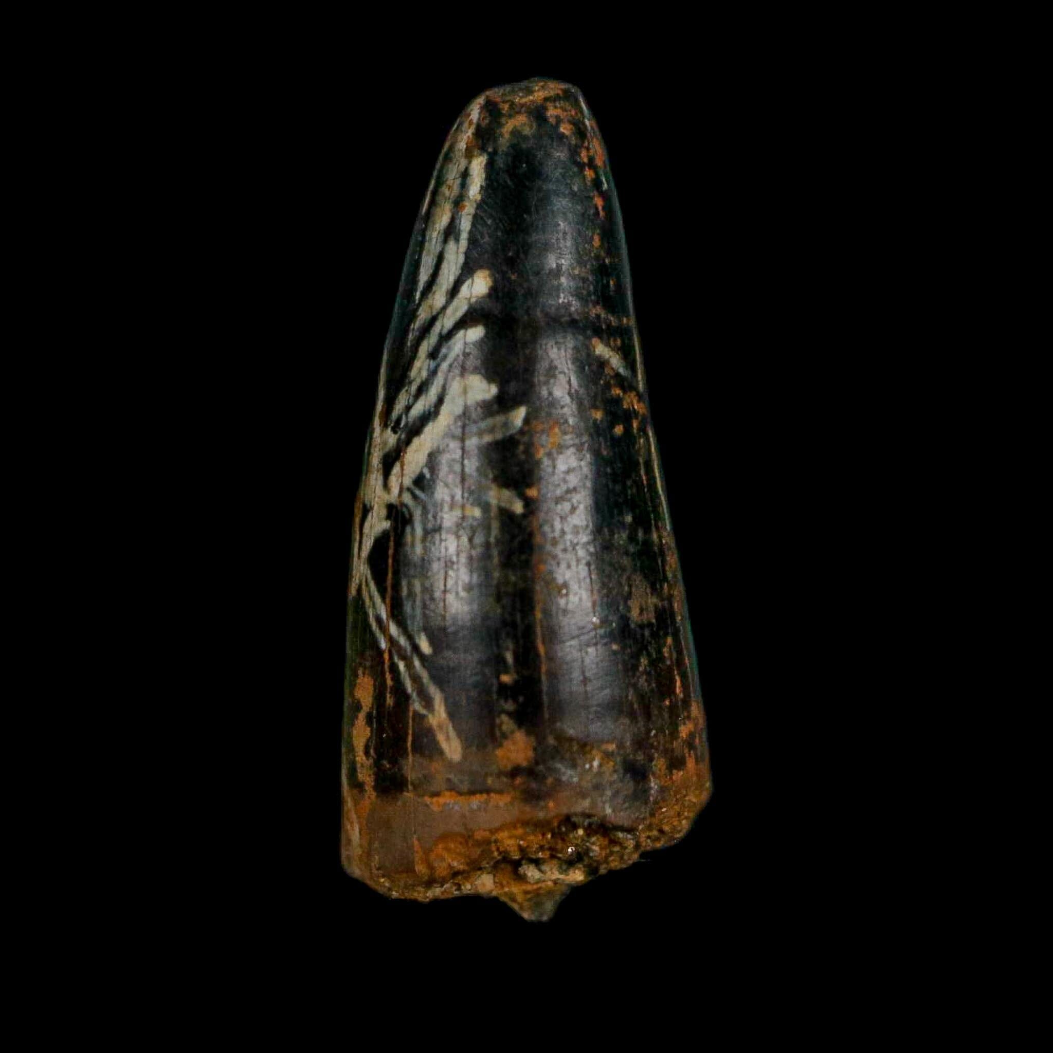0.7 Crocodile Borealosuchus Fossil Tooth Judith River FM Montana COA Display - Fossil Age Minerals