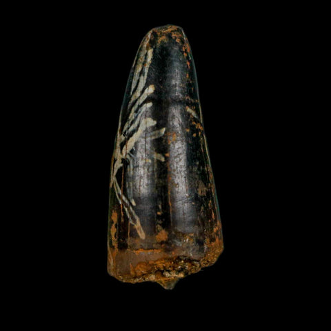 0.7 Crocodile Borealosuchus Fossil Tooth Judith River FM Montana COA Display - Fossil Age Minerals