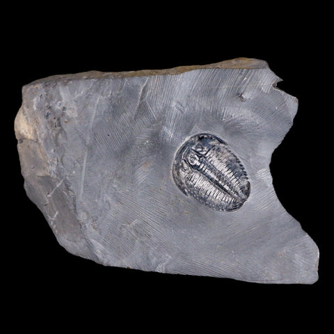 1" Elrathia Kingi Trilobite Fossil In Matrix House Range Utah Cambrian Age COA - Fossil Age Minerals