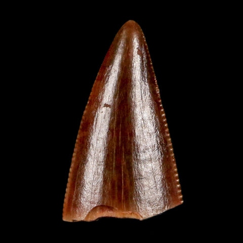 0.5" Postosuchus Rauisuchid Archosaur Fossil Tooth Redonda Formation NM COA Display