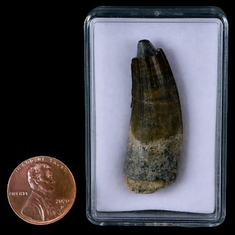 1.7" Suchomimus Fossil Tooth Cretaceous Spinosaurid Dinosaur Elraz FM Niger COA - Fossil Age Minerals