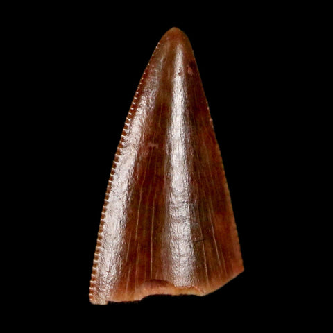 0.5" Postosuchus Rauisuchid Archosaur Fossil Tooth Redonda Formation NM COA Display