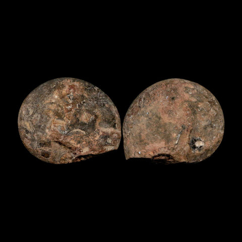 2.6" Goniatite Ammonite Fossil Polished, Cut Half's Erfoud Morocco Devonian Age COA - Fossil Age Minerals