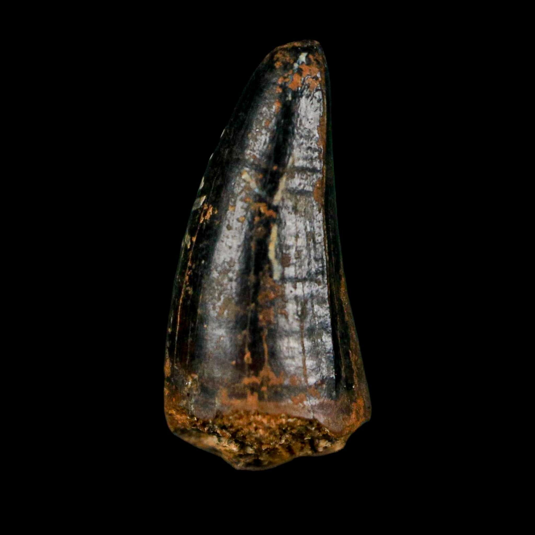 0.7 Crocodile Borealosuchus Fossil Tooth Judith River FM Montana COA Display - Fossil Age Minerals