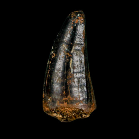 0.7 Crocodile Borealosuchus Fossil Tooth Judith River FM Montana COA Display - Fossil Age Minerals