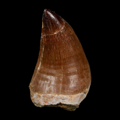 XL 2.2" Mosasaur Prognathodon Fossil Tooth Cretaceous Dinosaur Era COA Stand