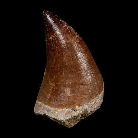 XL 2.2" Mosasaur Prognathodon Fossil Tooth Cretaceous Dinosaur Era COA Stand