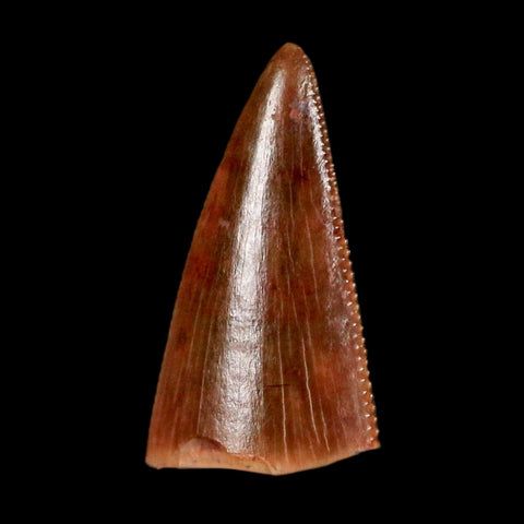 0.5" Postosuchus Rauisuchid Archosaur Fossil Tooth Redonda Formation NM COA Display