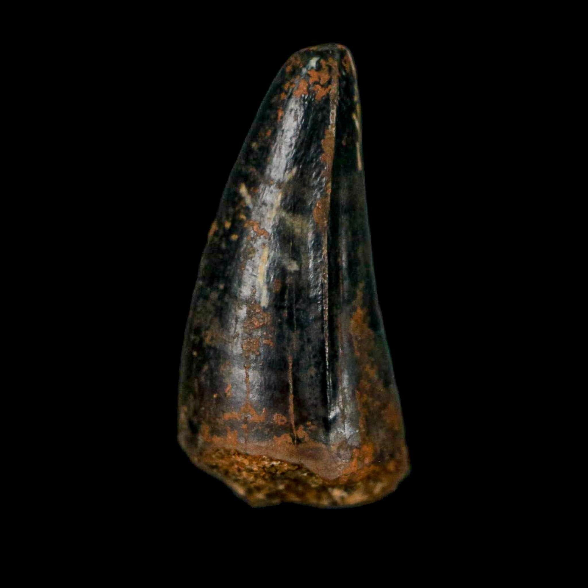 0.7 Crocodile Borealosuchus Fossil Tooth Judith River FM Montana COA Display - Fossil Age Minerals