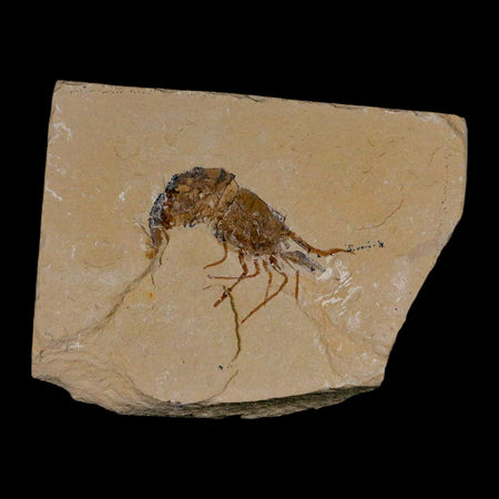 1.6" Fossil Shrimp Carpopenaeus Cretaceous Age 100 Mil Yrs Old Lebanon COA