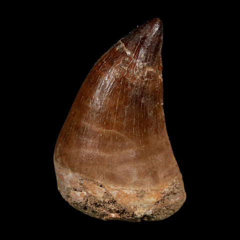 XL 2.2" Mosasaur Prognathodon Fossil Tooth Cretaceous Dinosaur Era COA Stand