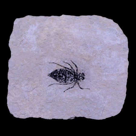 0.8" Dragonfly Larvae Fossil Libellula Doris Plate Upper Miocene Piemont Italy Display