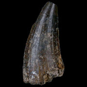 1.4" Suchomimus Fossil Tooth Cretaceous Spinosaurid Dinosaur Elraz FM Niger COA