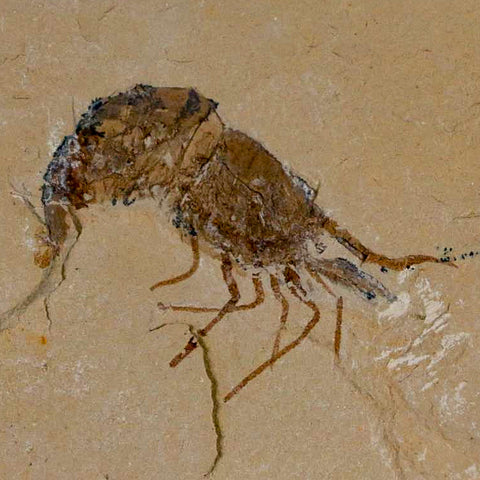 1.6" Fossil Shrimp Carpopenaeus Cretaceous Age 100 Mil Yrs Old Lebanon COA - Fossil Age Minerals