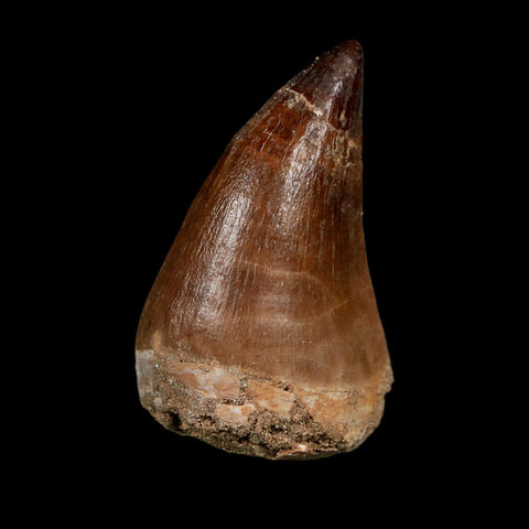 XL 2.2" Mosasaur Prognathodon Fossil Tooth Cretaceous Dinosaur Era COA Stand