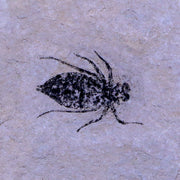 0.8" Dragonfly Larvae Fossil Libellula Doris Plate Upper Miocene Piemont Italy Display