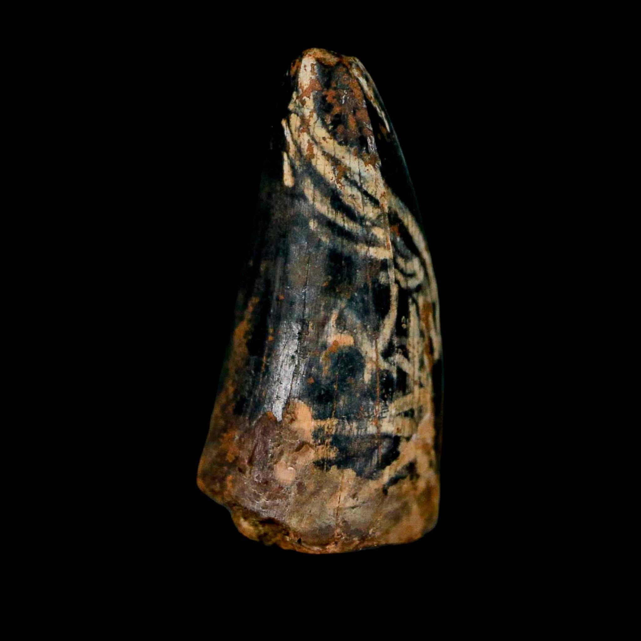 0.7 Crocodile Borealosuchus Fossil Tooth Judith River FM Montana COA Display - Fossil Age Minerals