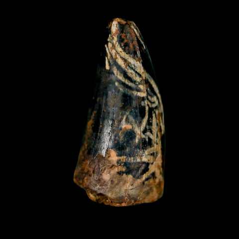0.7 Crocodile Borealosuchus Fossil Tooth Judith River FM Montana COA Display - Fossil Age Minerals
