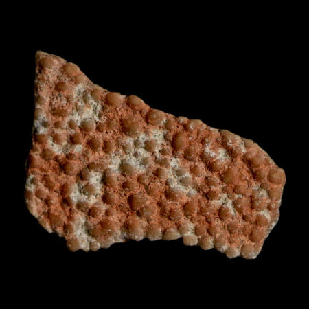 0.5" Megaloolithus Titanosaur Dinosaur Fossil Egg Shell Bouches Du Rhone France Display