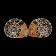 2.9" Goniatite Ammonite Fossil Polished, Cut Half's Erfoud Morocco Devonian Age COA