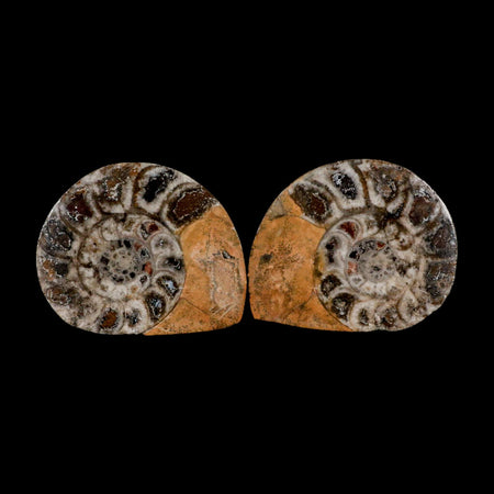 2.9" Goniatite Ammonite Fossil Polished, Cut Half's Erfoud Morocco Devonian Age COA