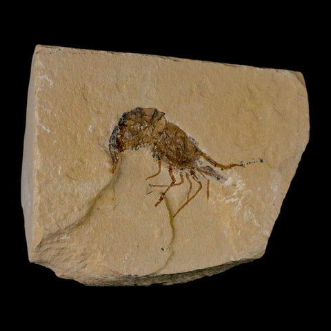 1.6" Fossil Shrimp Carpopenaeus Cretaceous Age 100 Mil Yrs Old Lebanon COA - Fossil Age Minerals