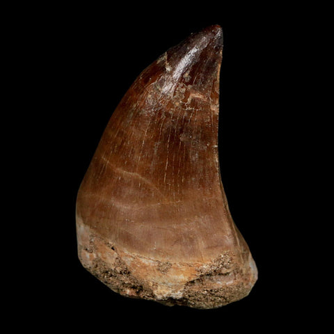 XL 2.2" Mosasaur Prognathodon Fossil Tooth Cretaceous Dinosaur Era COA Stand