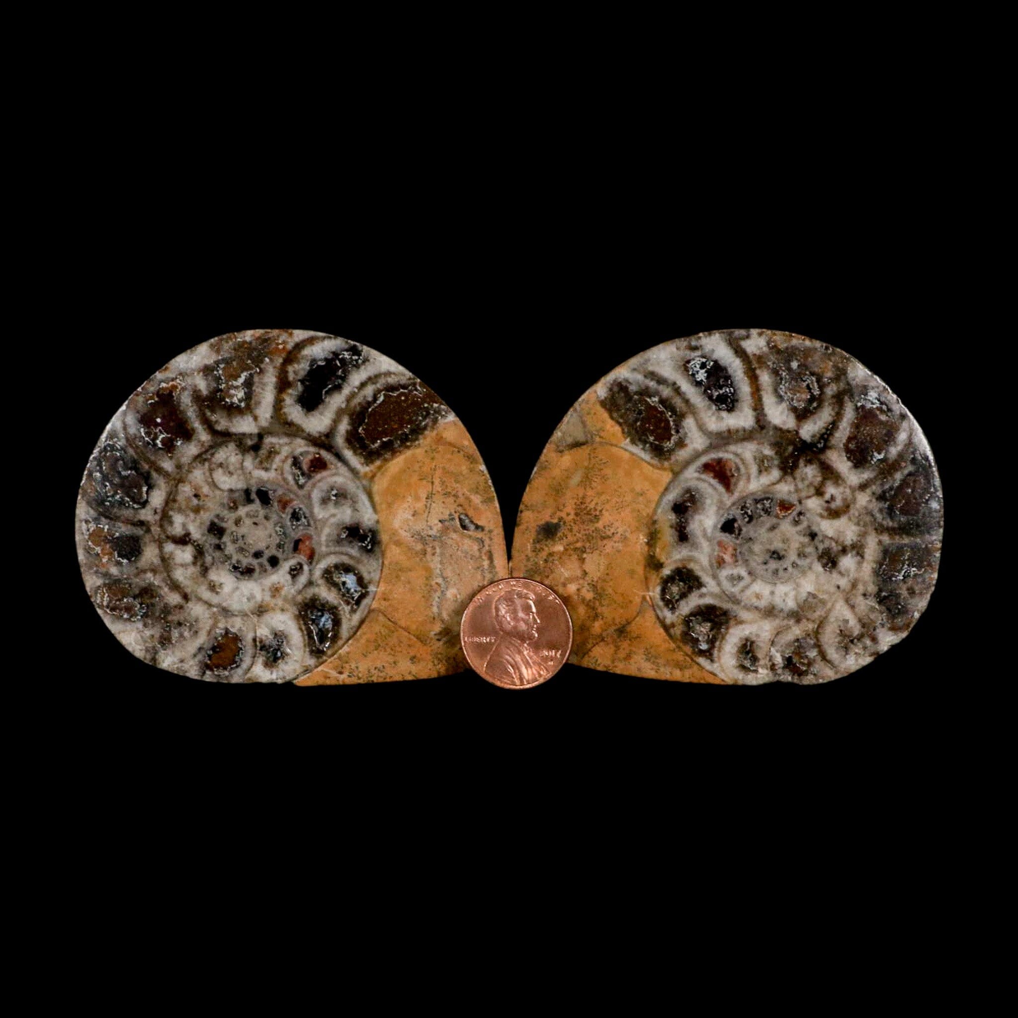 2.9" Goniatite Ammonite Fossil Polished, Cut Half's Erfoud Morocco Devonian Age COA - Fossil Age Minerals