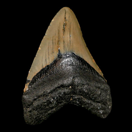 3" Quality Megalodon Shark Tooth Serrated Fossil Natural Miocene Age COA